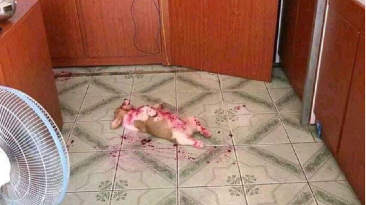 Pria Ini Kaget Lihat Anjingnya Berlumuran Darah, Ternyata...