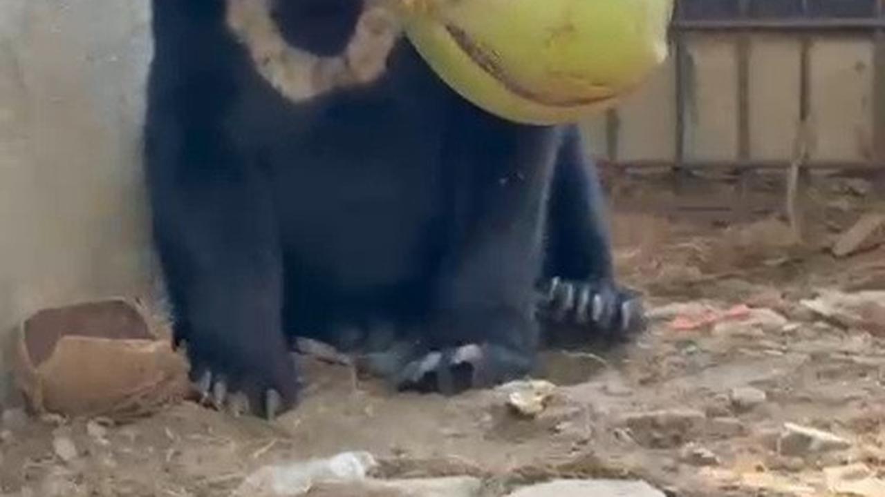 Beruang Madu Kecil Itu Kini Menanti Jalan Pulang