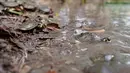 Kura-kura sungai berbintik kuning (podocnemis unifilis) dilepasliarkan di Sungai Iguapo-Acu, Beruri, Negara Bagian Amazonas, Brasil, pada tanggal 7 Februari 2025. (Orlando Junior/AFP)