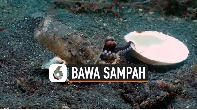 Seekor bayi gurita di perairan lembeh, Sulawesi Utara, membawa sampah gelas plastik di punggungnya. Melihat kondisi ini, para penyelam berusaha menukar sampah tersebut dengan cangkang kerang.