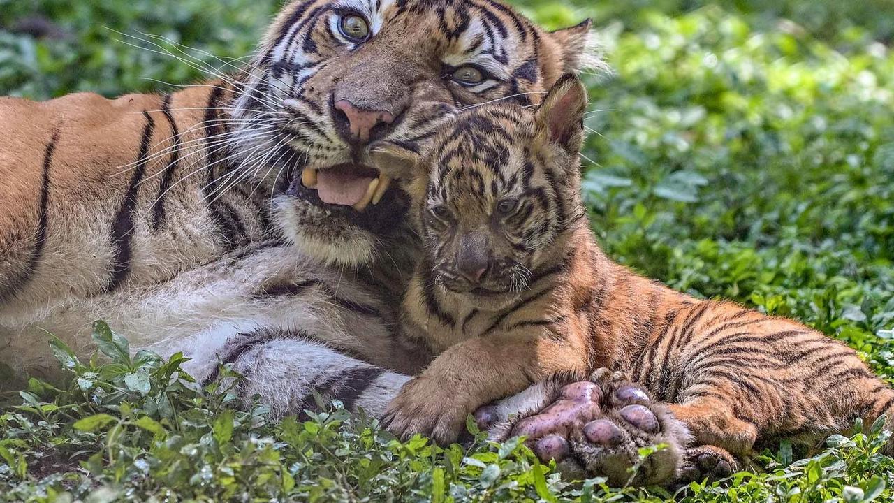 FOTO: Tingkah Menggemaskan Empat Anak Harimau Sumatra di Taman Safari Prigen