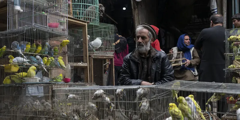 Potret Pasar Burung di Afghanistan