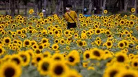 Seorang pria berjalan melalui ladang bunga matahari di Wachirabenchathat Park di Bangkok pada 20 Januari 2022. Bunga matahari yang bermekaran pada November hingga Januari menjadi daya tarik wisatawan. (Jack TAYLOR / AFP)