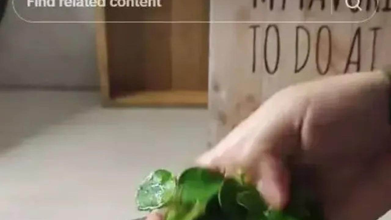 Cara Menyimpan Daun Jeruk Agar Tetap Segar dan Awet Hingga 3 Bulan