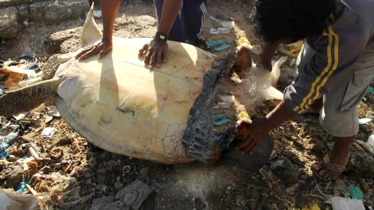 Warga yang berada di pesisir Kota Kendari, saat mengolah penyu menjadi hidangan saat pesta rakyat.(Liputan6.com/Eko Untuk Ahmad Akbar Fua)