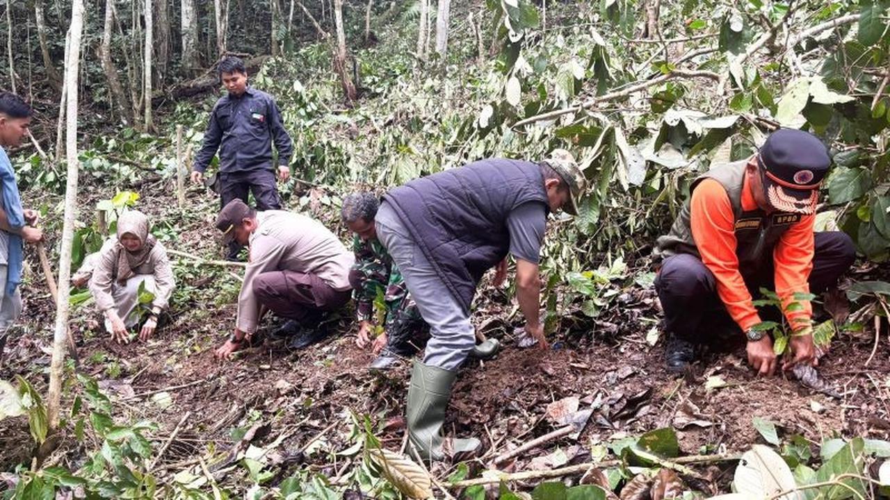 Kopi Ulu Rimbo, Warisan Kolonial Tanpa Pupuk: Pemkab Solok Gencarkan Program Pertanian Terpadu Solok
