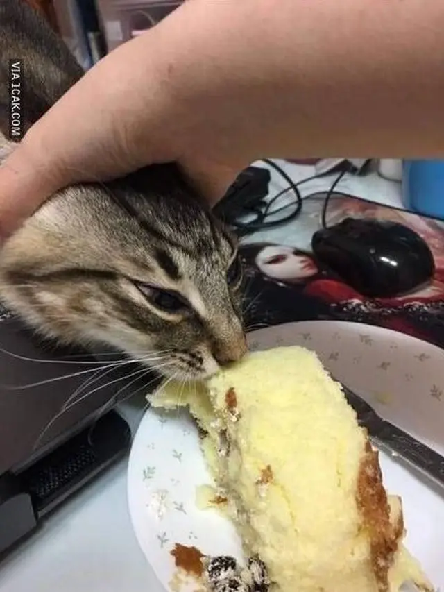 6 Potret Lucu Kucing Rebut Makanan Majikan Ini Kocak Banget