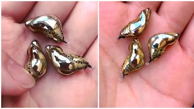 Seperti Anting Anting Emas Ternyata Benda Ini Bukanlah Perhiasaan Hot Liputan6 Com