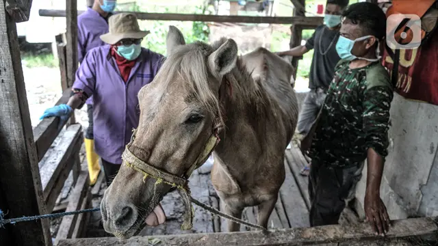 FOTO: Pemeriksaan Berkala Kesehatan Kuda Delman