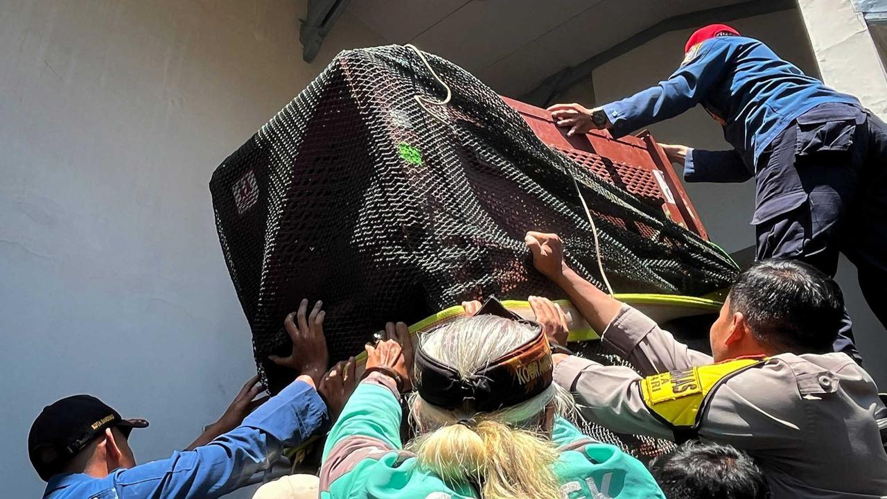 FOTO: Drama Evakuasi Macan Tutul Nyasar ke Hotel di Bandung, Butuh Waktu Tiga Jam