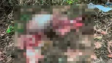 Banteng Jawa Alas Purwo Ditemukan Mati Dikuliti, Dagingnya Dijagal