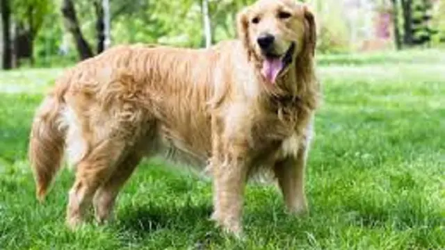 [Bintang] Anjing Golden retreiver