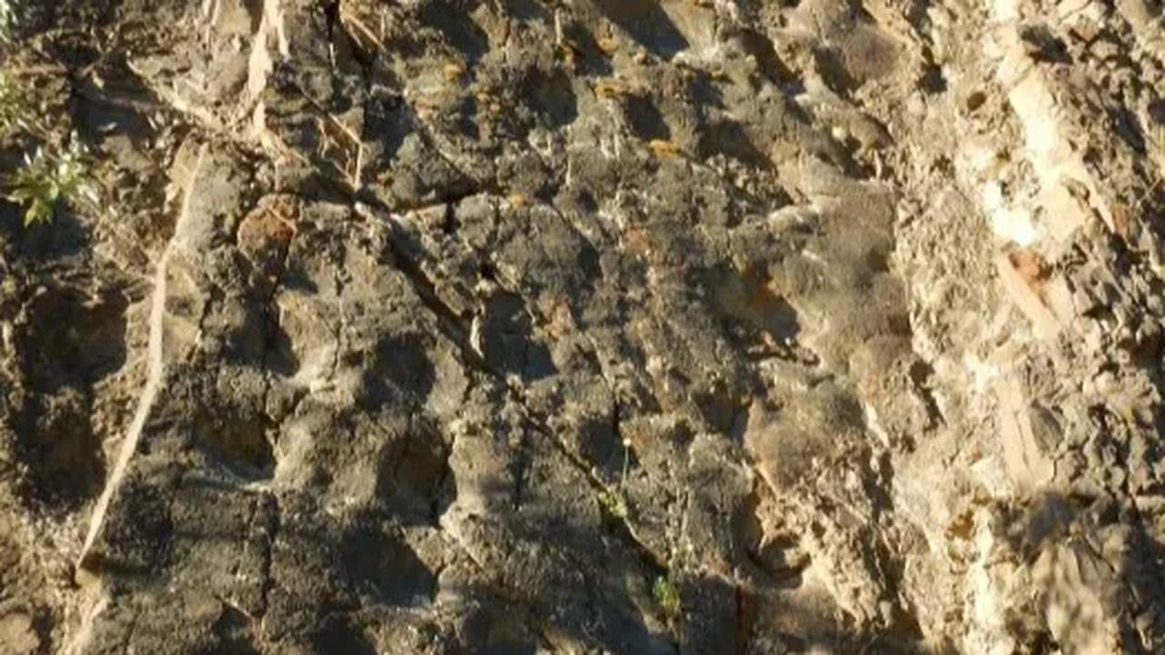 Jejak Dinosaurus Terbesar yang Hidup 70 Juta Tahun Lalu Ditemukan di Tebing, Panjangnya Hampir 1 Meter