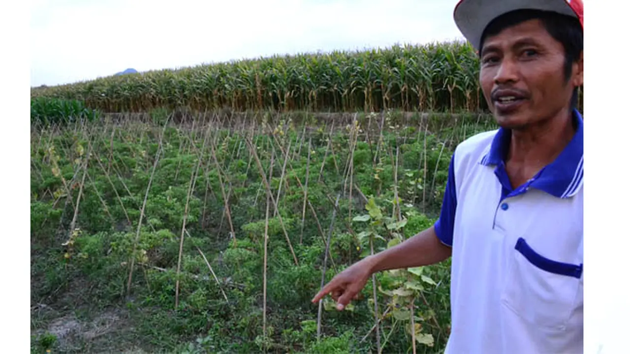 Jelang Panen, Petani Jember Minta Pemerintah Stop Impor Jagung