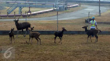 Rusa Sambar dan petugas pemelihara di lokasi penangkaran di kawasan Terminal BBM Pertamina dan Refinery Unit 5 Balikpapan, Kamis (29/10). Rusa Sambar merupakan rusa paling besar diantara tiga rusa asli Indonesia lainnya. (Liputan6.com/Immanuel Antonius)