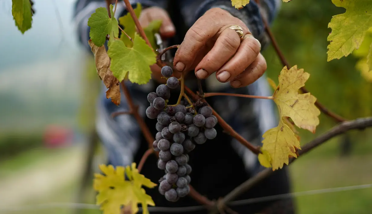 Seorang petani memetik anggur Nebbiolo, yang digunakan untuk membuat wine Barolo, selama panen di Barolo, Laghe Country side dekat Turin, Italia (14/9/2019). Anggur ini terkenal karena kemampuannya menua dan biasanya berwarna merah saat matang. (AFP Photo/Marco Bertorello)