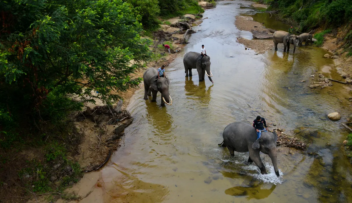 Sejumlah pawang menggiring gajah Sumatera ke sungai untuk dimandikan di Koridor Satwa Trumon, Kawasan Ekosistem Leuser, Aceh Selatan pada 15 April 2019. Gajah merupakan hewan mamalia darat terbesar yang masih hidup sampai saat ini. (CHAIDEER MAHYUDDIN / AFP)