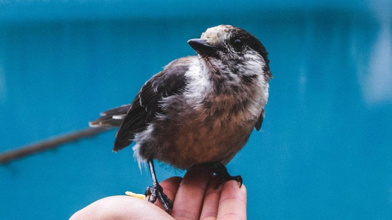 7 Manfaat Kesehatan dari Memelihara Burung