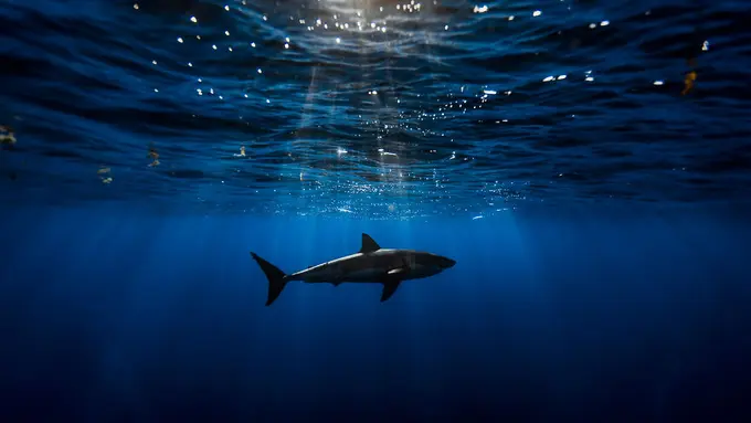 10 Maha Karya Fotografi yang Tak Bakal Bikin Kamu Takut Hiu