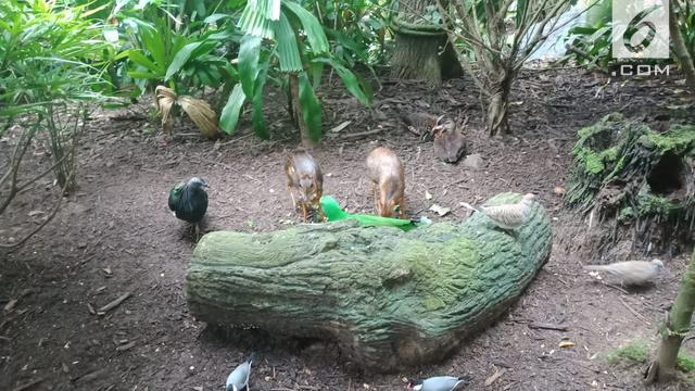 Fragile Forest, Singapore Zoo