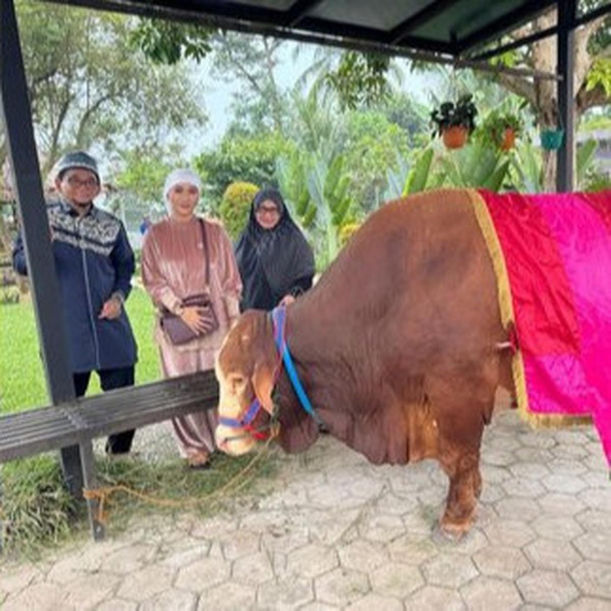 Potret Inul Daratista Serahkan Sapi Bernama 'Haji' ke Rumah Ustaz Subki, Total Kurban 5 Sapi