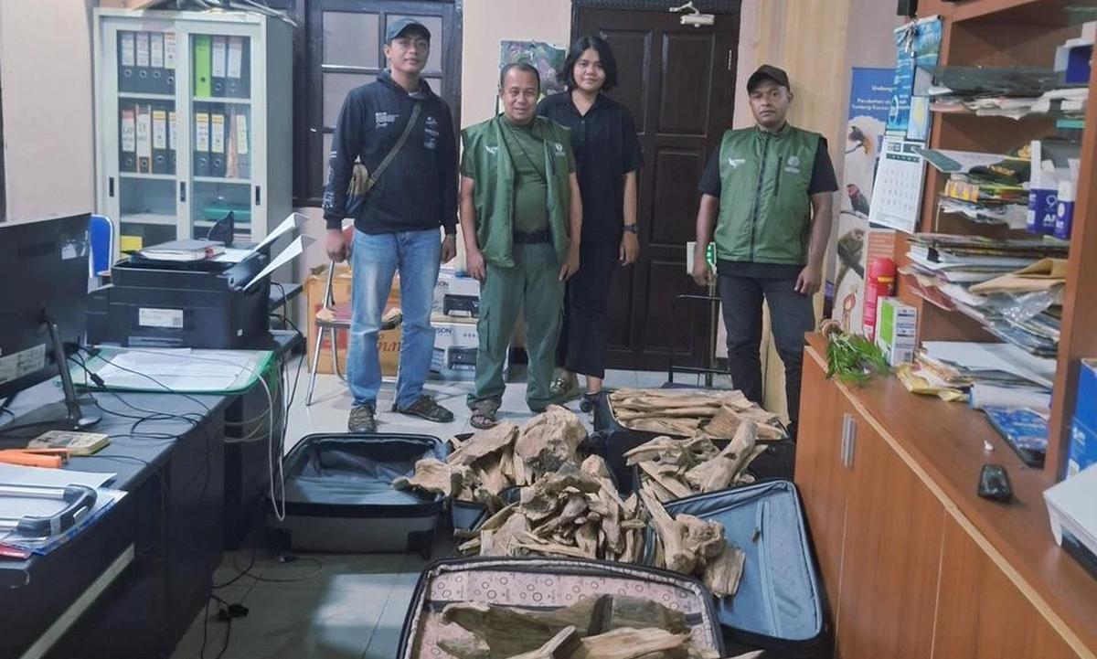 FOTO: TNI AL Gagalkan Penyelundupan Satwa Dilindungi dan Gaharu di Sorong