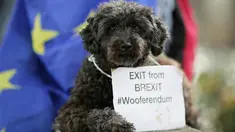 Anjing pudel bernama Lily beristirahat seusai mengikuti pawai gerakan yang disebut 'Wooferendum' di Parliament Square, London, Minggu (7/10). Sekitar seribu anjing dan pemiliknya menuntut Brexit diakhiri melalui pemungutan suara kedua. (AP/Tim Ireland)
