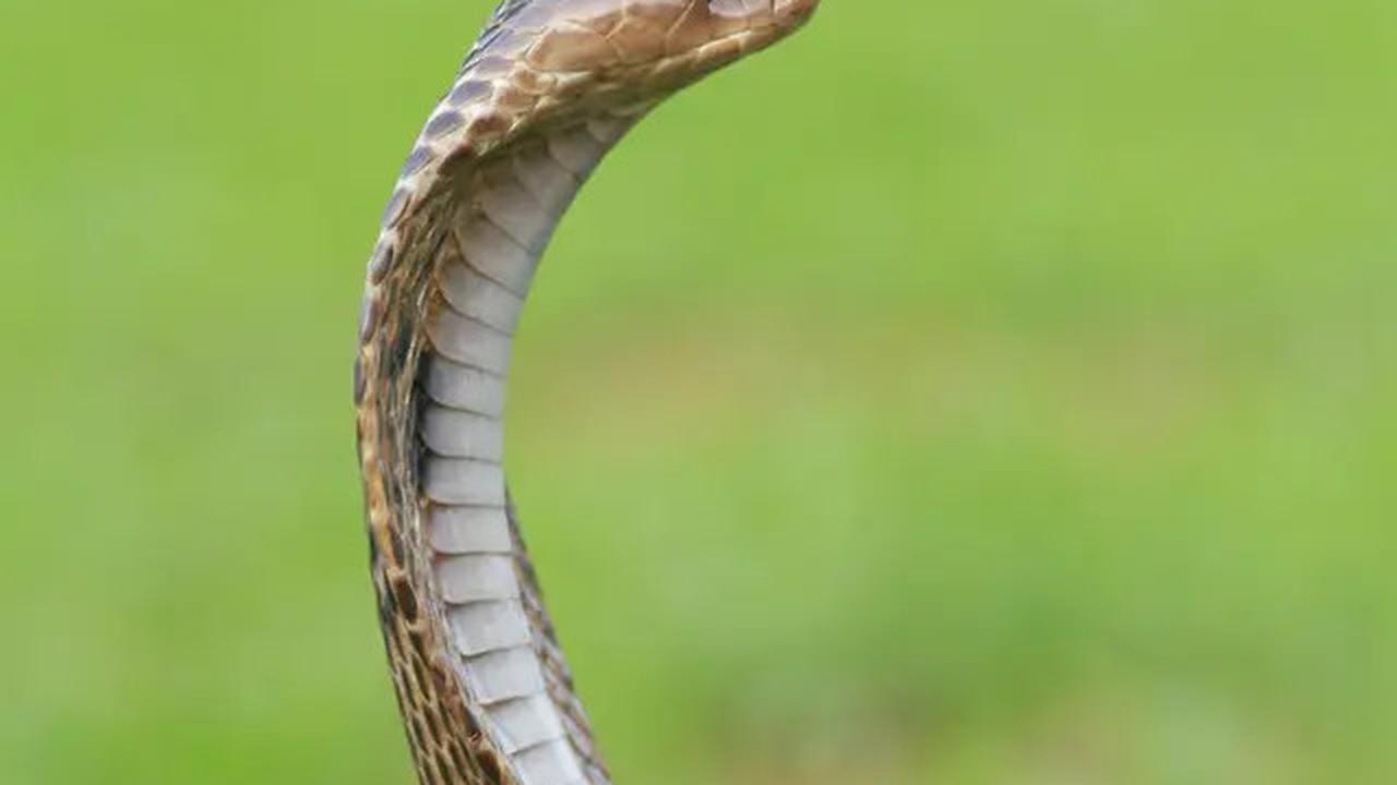 10 Alasan Kenapa Ular Sering Muncul di Area Perumahan Baru, Ini Penjelasan Lengkapnya