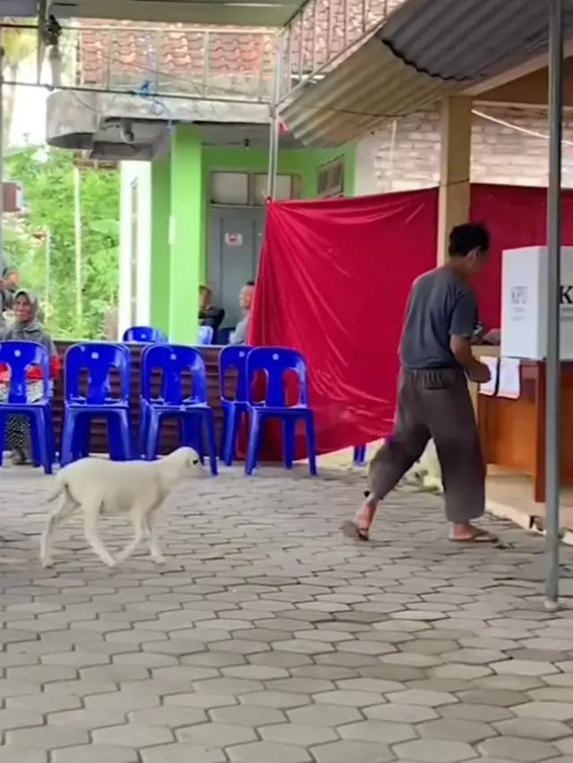 Kambing Ikut Nyoblos