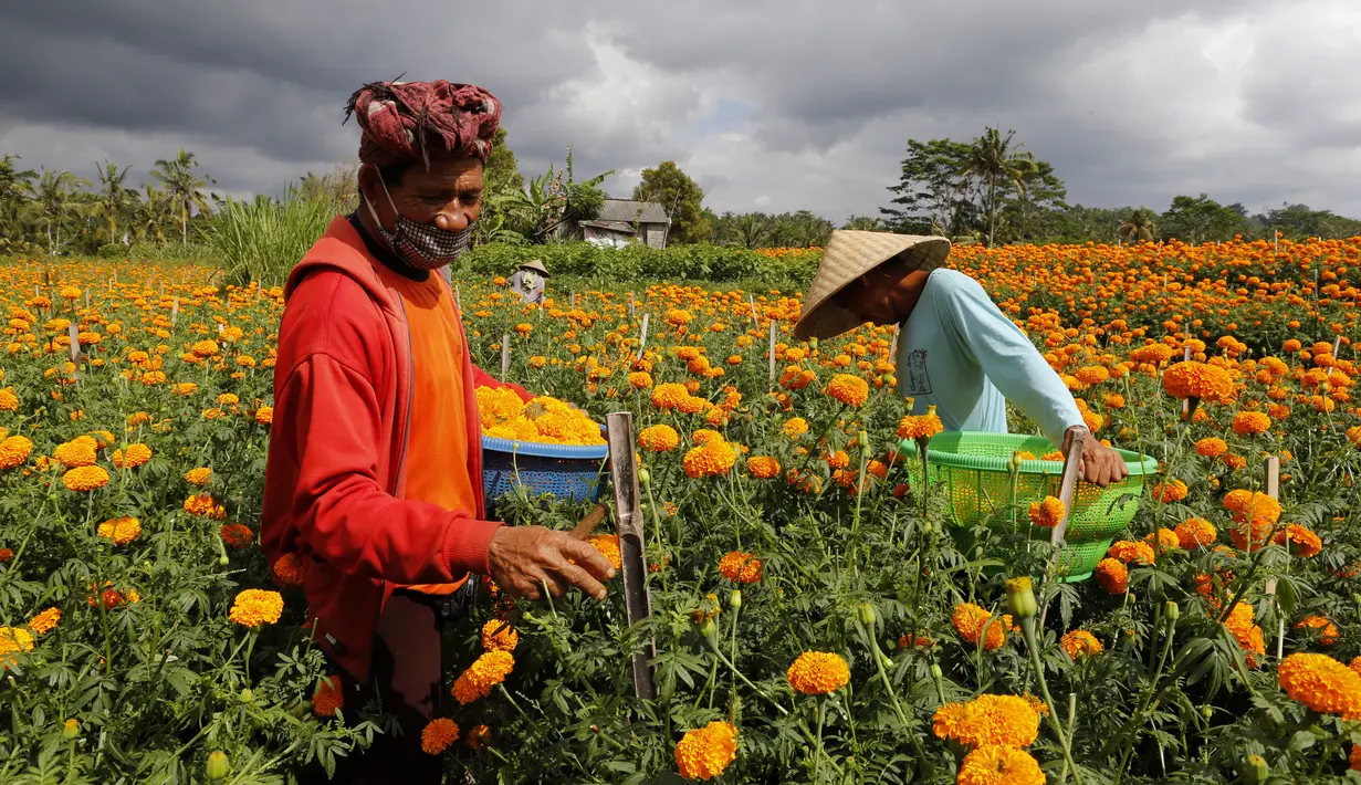 Pekerja memanen bunga marigold di Bali, Senin (21/9/2020). Umat Hindu di Indonesia sering menggunakan bunga Marigold saat berdoa sebagai persembahan. (AP Photo / Firdia Lisnawati)