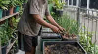 10 Tips Tanam Bawang Merah Pakai Cocopeat, Hemat dan Mudah Tanpa Tanah