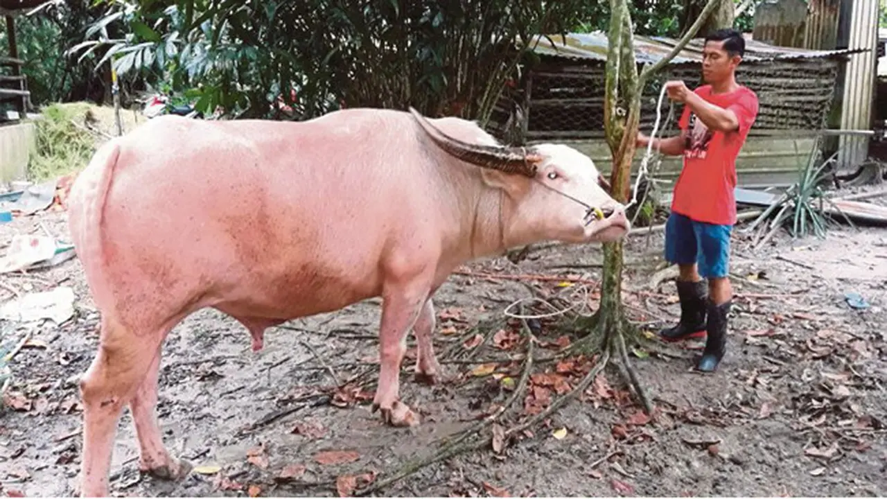Bukan Hanya Siomay, Kerbau pun Ada yang Warna Pink