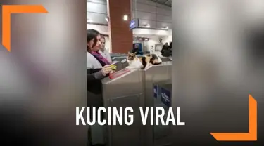 Seekor kucing bernama Mitsy viral karena tingkahnya yang tak biasa. Ia duduk di pintu masuk stasiun kereta seperti petugas.