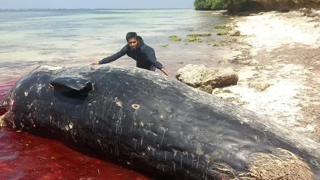 Bangkai paus sperma yang ditemukan mati, menjadi bahan tontonan warga.(Liputan6.com/Ahmad Akbar Fua)