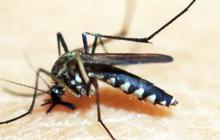 Kemenkes Sebar Nyamuk Wolbachia di 5 Kota, Ini Daftarnya