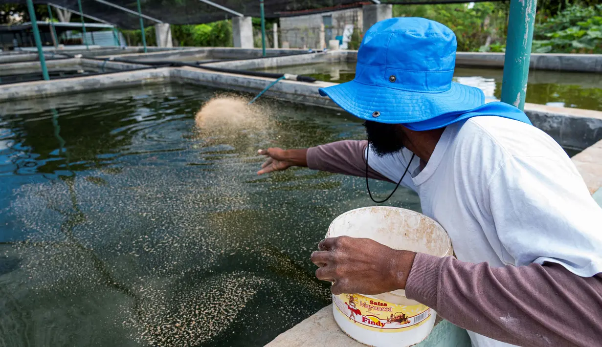 Cara ini memungkinkan mereka untuk menjual ikan segar kepada penduduk secara berbeda. (YAMIL LAGE/AFP)