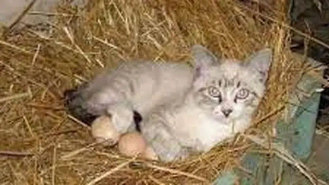 9 Potret Kucing Krisis Identitas Ini Bikin Geleng Kepala