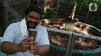Pengunjung berswafoto dengan Bunga Bangkai (Amorphophallus Titanum) yang ada di kawasan Arboretum di Kementerian Lingkungan Hidup dan Kehutanan, Jakarta, Jumat (10/12/2021). Bunga bangkai yang dikirim dari Bengkulu tersebut merupakan jenis tumbuhan yang dilindungi. (Liputan6.com/Herman Zakharia)