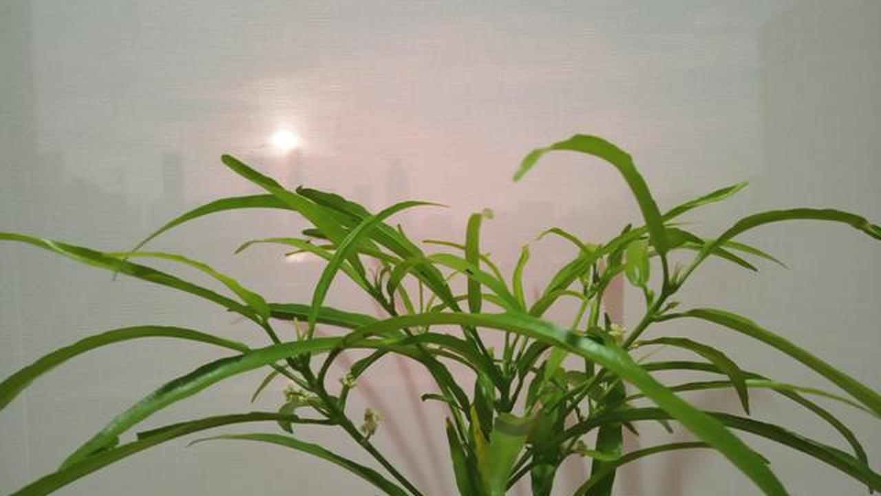 7 Tanaman Teras Aromatik Anti Nyamuk yang Wajib Dicoba, Bikin Betah