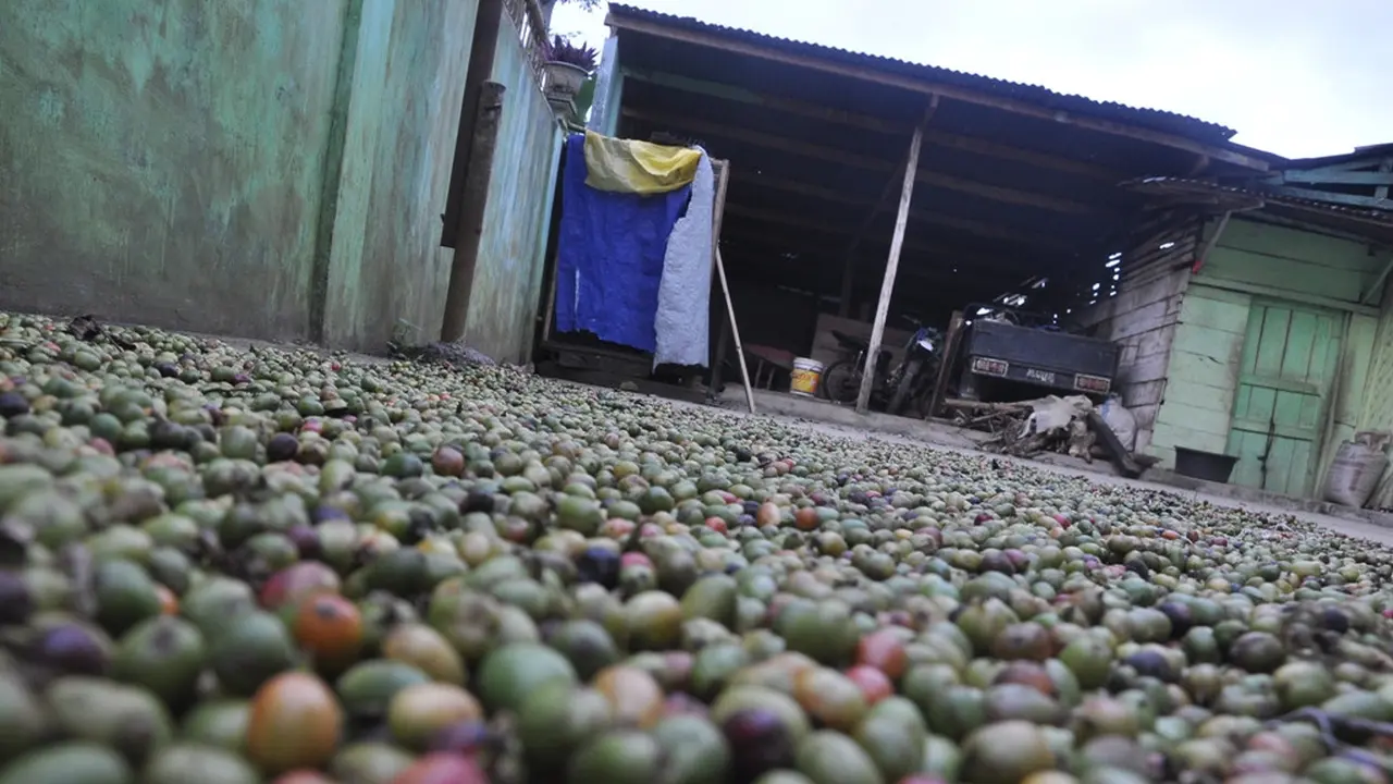 Biji kopi luwak khas Pagaralam yang sedang dijemur (Liputan6.com / Nefri Inge)