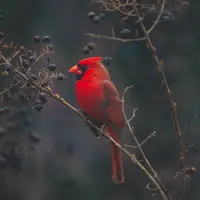 ilustrasi arti mimpi mendapat burung/Timothy Dykes/unsplash