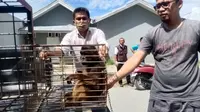 Evakuasi Monyet endemik sulawesi dan kalimantan oleh BKSDA Sulteng dari seorang warga Palu, Kamis (9/7/2020). (Foto: BKSDA Sulteng).