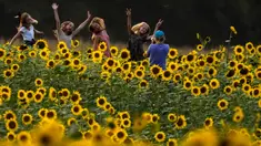 Para gadis berfoto di ladang bunga matahari di Grinter Farms, dekat Lawrence, Kansas pada 7 September 2020. Ladang seluas 26 acre yang ditanam setiap tahunnya oleh keluarga Grinter itu menarik ribuan pengunjung selama akhir musim panas saat mekarnya bunga matahari. (AP Photo/Charlie Riedel)