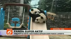 Dua ekor anak panda di penangkaran panda di Sichuan, China, hampir selalu terlihat aktif bergerak. 