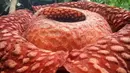 Gambar yang dirilis 3 Januari 2020, bunga Rafflesia Tuan Mudae yang mekar di Cagar Alam Maninjau, Kab. Agam, Sumatera Barat. Bunga mekar sempurna pada Rabu (1/1) diameter bunga Rafflesia itu memecahkan rekor bunga terbesar di lokasi itu pada 2017 yang diameternya 107 cm. (HO/West Sumatra BKSDA/AFP)