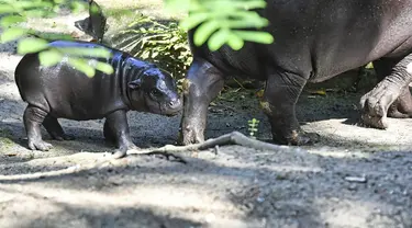 Toni, seekor kuda nil kerdil yang lahir di Kebun Binatang Berlin pada bulan Juni, tampil untuk pertama kalinya di hadapan publik bersama ibunya, Debbie, di Berlin, Jerman, Kamis (15/8/2024). (Paul Zinken/dpa via AP)