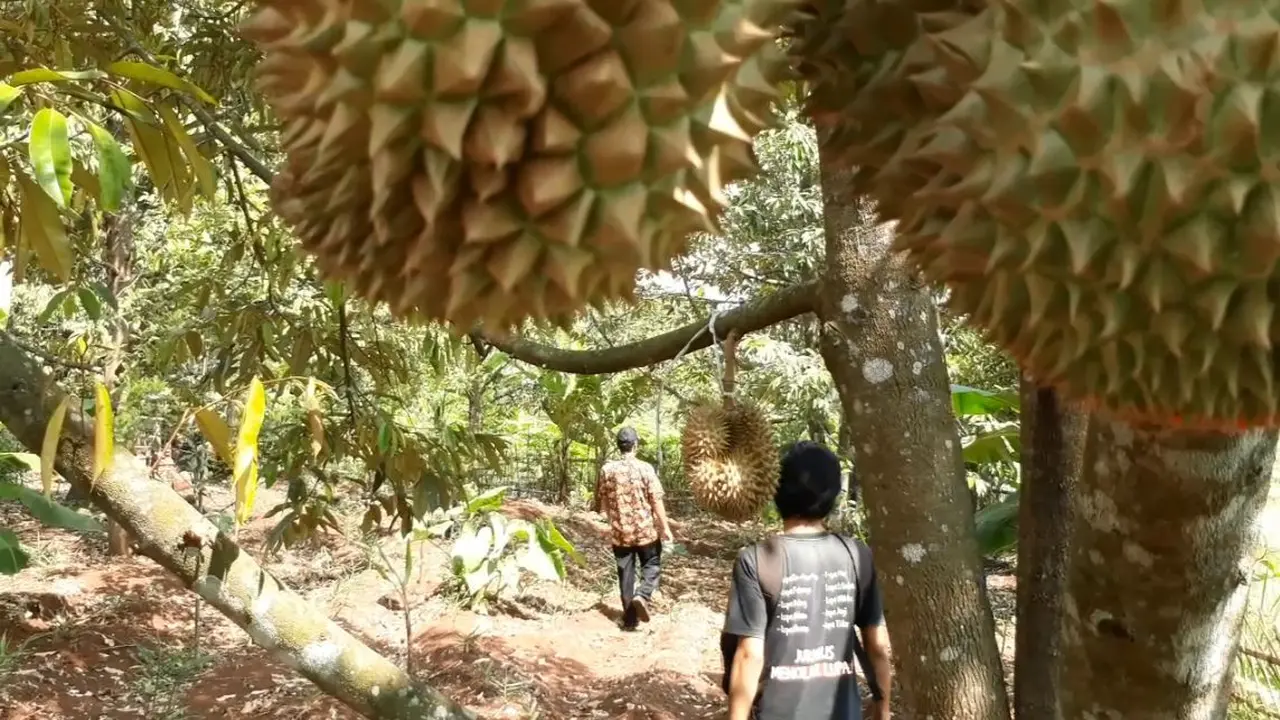 Durian Canee di Desa Limbangan, Wanareja, Cilacap, Jawa Tengah. (Foto: Liputan6.com/Muhamad Ridlo)