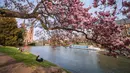 Orang-orang bersantai di bawah pohon magnolia yang sedang mekar di tepi Sungai Ill, Strasbourg, Prancis, 21 Maret 2022. Magnolia adalah salah satu marga tumbuhan berbunga yang dikenal luas karena bunganya indah dan menyebarkan aroma harum. (PATRICK HERTZOG/AFP)