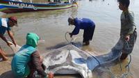 Nelayan di Lamongan menemukan ikan pari manta berukuran 5 meter (Istimewa)