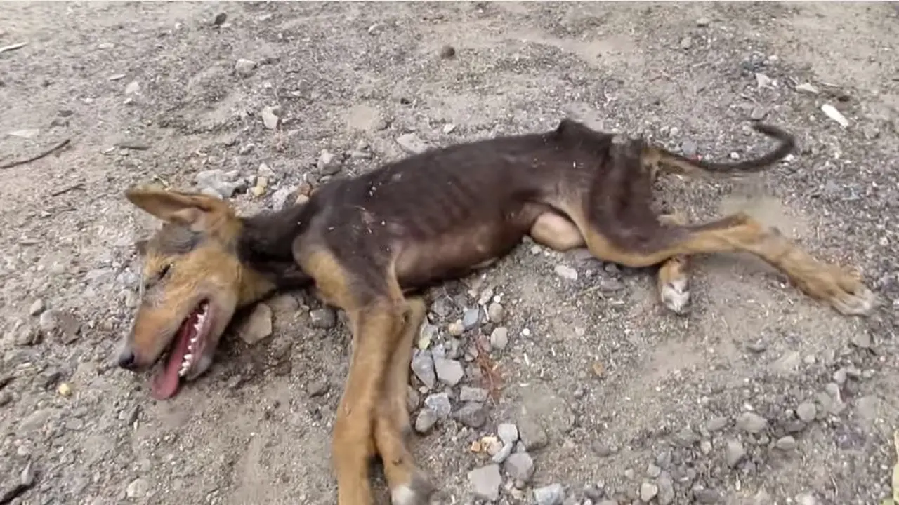 Minta Diselamatkan, Anjing Sekarat Ini Cuma Gerakkan Ekornya